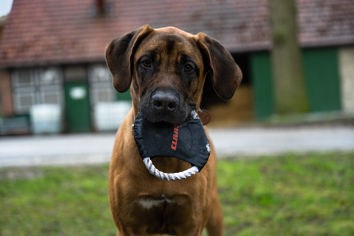 Disque pour chiens